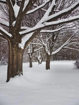 Vertical shot of bare tree branches covered with snow in winter Stock-Fotos