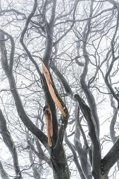 Vertical shot of the bare tree with broken branches in winter during the daytime Foto stock