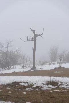 Vertical shot of the bare tree in the park in winter with a foggy background Stock Photos