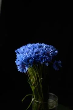 A vertical shot of beautiful blue hydrangea flower composition on a black bac 写真素材