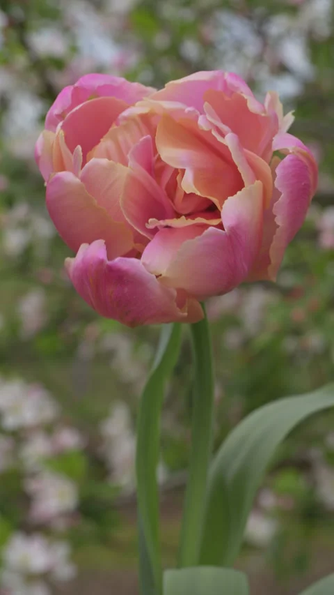 Vertical shot of a beautiful double pastel pink tulip moving in the wind. Video stock 265945248