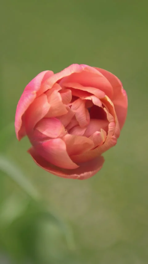Vertical shot of a beautiful double pastel pink tulip flower moving in the wi Video stock 265945560