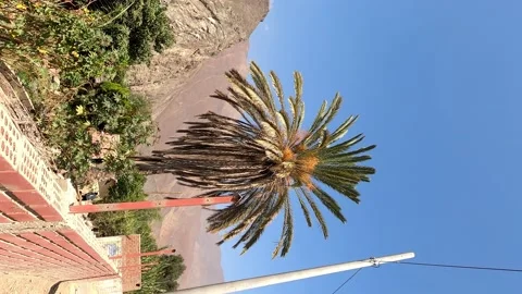 Vertical shot of a beautiful palm tree in the highlands at sunny day in 4k Stock Footage 199547491