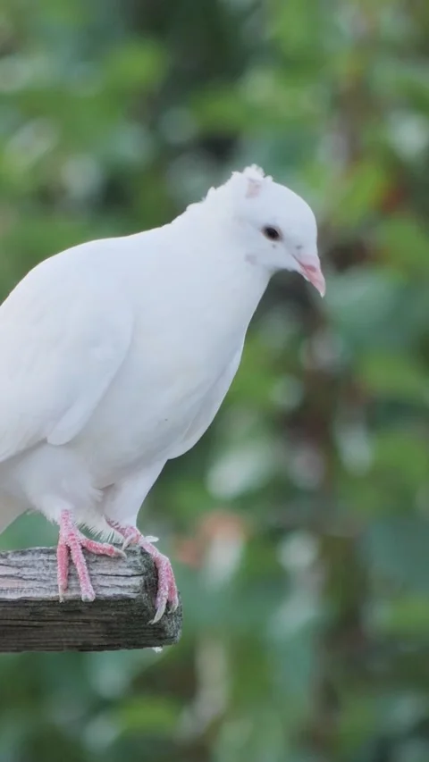 Vertical shot of a beautiful snow-white dove sitting on a perch and looking Stock Footage 341647325