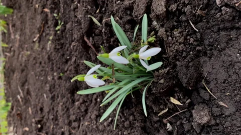 Vertical shot of beautiful springtime snowdrops flowers blooming outdoors Stock Footage 236686655