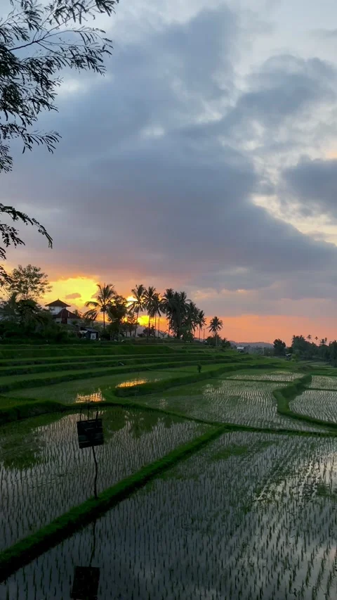 Vertical shot of beautiful sunset over flooded rice fields in Bali Stock Footage 338332521