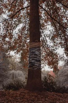 Vertical shot of a beautiful tree with the trunk wrapped in string in autumn Stock Photos