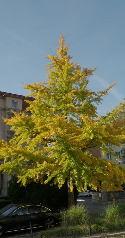 Vertical shot Beautiful tree with yellow leaves in fall season in Brunswick Stock Footage 155784193