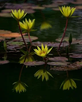Vertical shot of beautiful yellow water lily (Nymphaea mexicana) reflected in tr Stock Photos