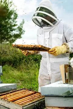 Vertical shot of Beekeeper working Stock Photos