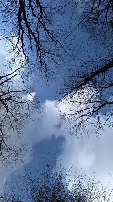 Vertical shot, behind tree branches, clouds flowing in the sky time lapse shot Stock Footage 281255089