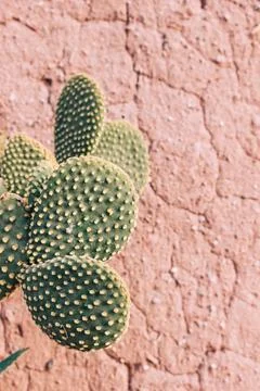 Vertical shot of big cacti on the background of an adobe red wall. Foto stock