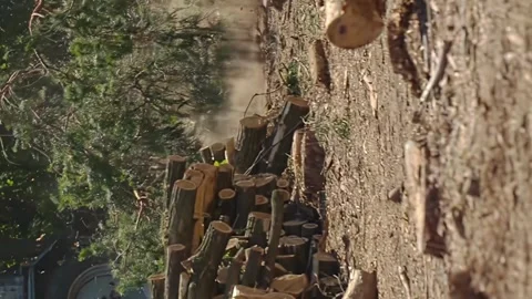 Vertical shot big tree falls to the ground in slow motion Stock Footage 246959164