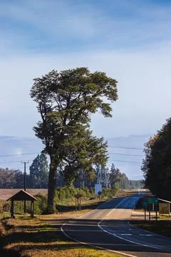 Vertical shot of the big tree on the side of the road Fotos de archivo