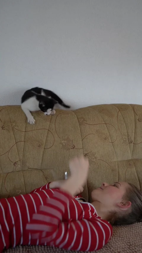 Vertical shot of black and white kitten being Stock Footage 315315732