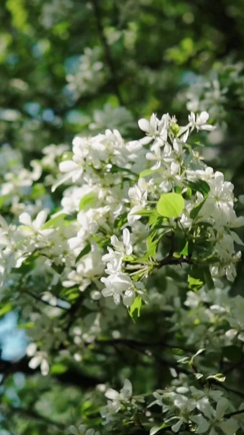 Vertical shot of blooming apple tree branch swaying in wind Stock Footage 346639642