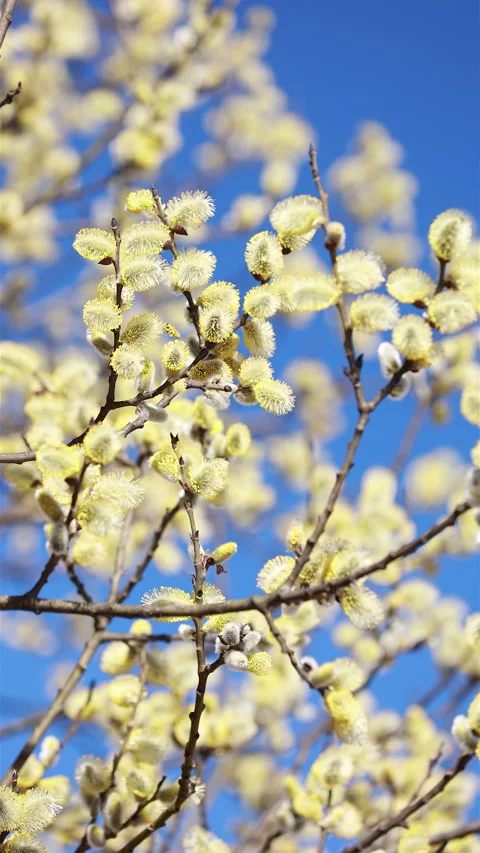 Vertical Shot of Blooming Fluffy Yellow Pussy Willow Catkins on Branches, with a Stock Footage 314503580