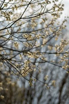 Vertical Shot of Blooming Willow Branches with Numerous Twigs Stock Photos