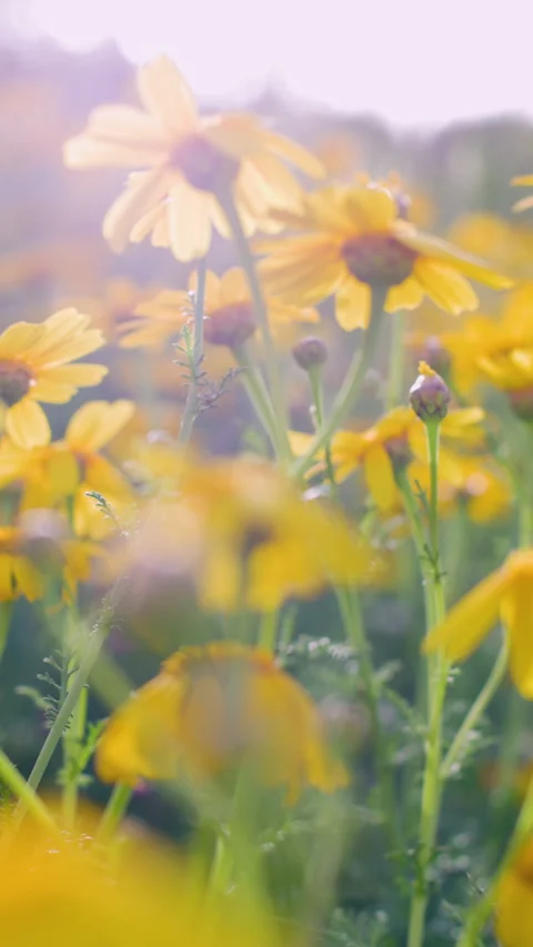 Vertical shot. Blooming yellow flower in the field on a sunny day in the summer  Stock Footage 346280828