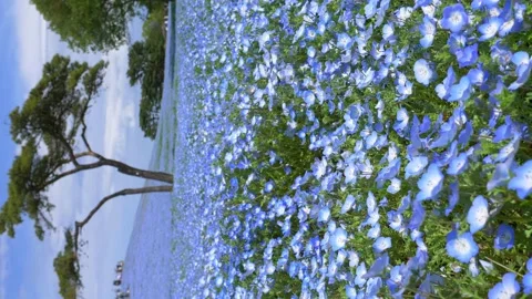 Vertical shot of blue nemophila flower field in Hitachi seaside park, tourism in Stock Footage 238951453