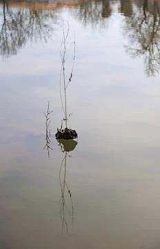 Vertical shot of branch grows surrounded by water in a river Stock Photos