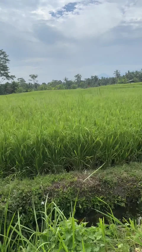 Vertical shot of a bright green rice field stretching toward palm trees and Video stock 346425537