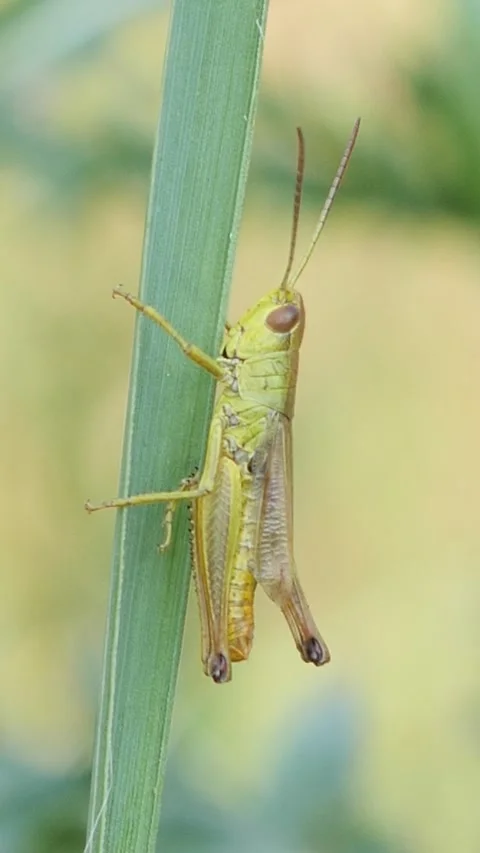 Vertical shot of a bright yellow-green locust holding onto a plant stem in a Stock Footage 341647464