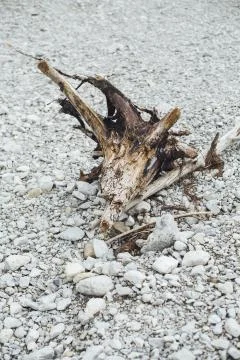Vertical shot of a broken tree trunk on a rocky surface 스톡 사진