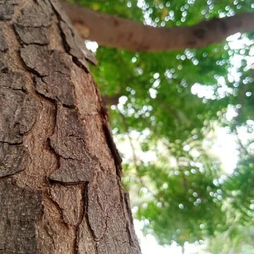 Vertical shot of brown tree trunk with blurred green foliage in background 写真素材