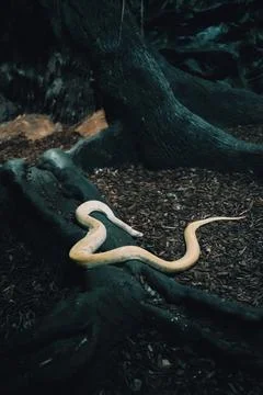Vertical shot of Burmese python albino on tree logs in the forest (Python bivitt Foto stock