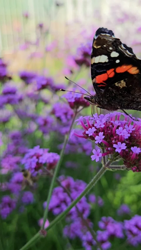 Vertical shot of butterfly and bee on purple flowers in garden Stock Footage 250190290