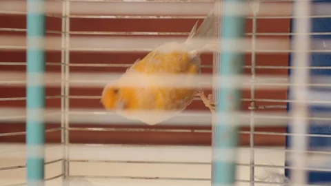 Vertical shot of caged bird Stock Footage 94448851