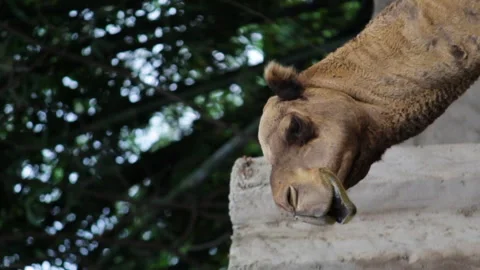 Vertical shot of a camel watching 動画素材 141214221