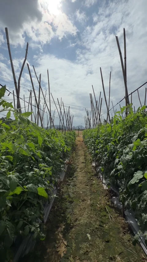 Vertical shot with the camera moving forward along tomato rows shows tall plants Video stock 327654863