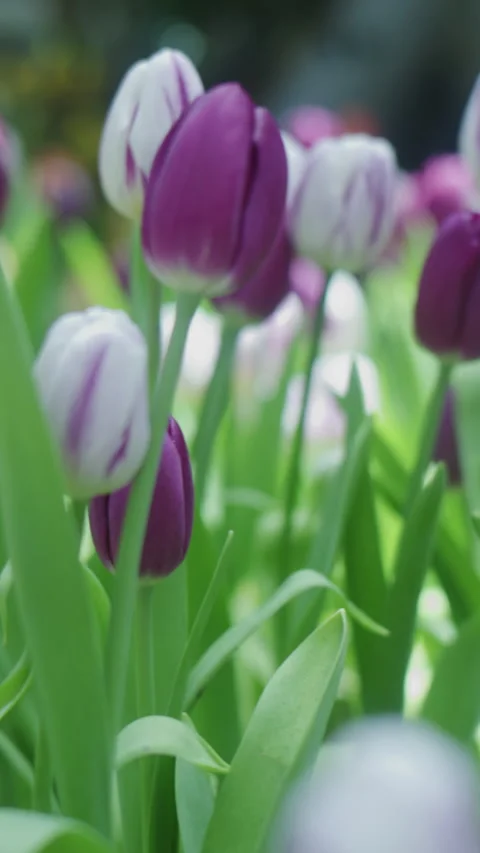 Vertical shot of camera panning across purple and white tulips blooming Stock Footage 338217673