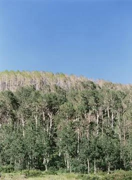 Vertical shot of cascading Silver birch trees mountain under blue sky Stock Photos