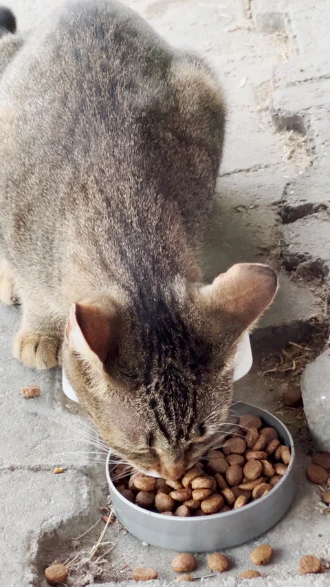 Vertical shot of cat eating in the back yard Vídeos de archivo 220838290