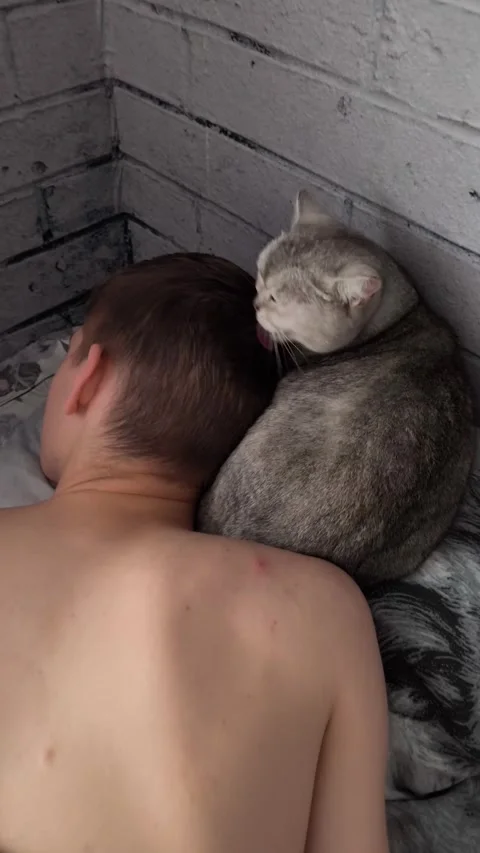 Vertical Shot Of Cat Grooming Sleeping Owner In Bed Stock Footage 331997725