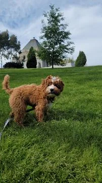 Vertical shot of a Cavapoo dog in a green field during the day 스톡 사진
