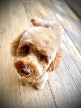 Vertical shot of a cavapoo dog looking into the camera Stock-Fotos