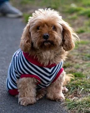Vertical shot of a Cavapoo sitting in a park during the day Stock Photos
