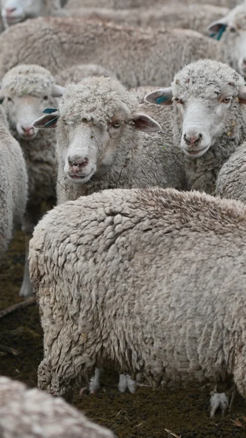 Vertical shot of chewing sheep Stock-Footage 311581197