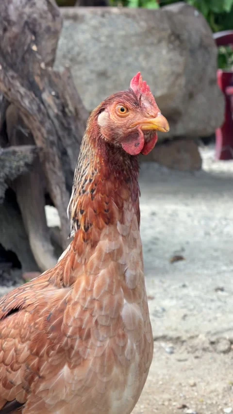 Vertical shot of a chicken standing still in a rural yard, focusing on natural Stock Footage 328024526