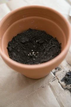 Vertical shot of a clay pot while planting tomato seeds to germinate Stock Photos
