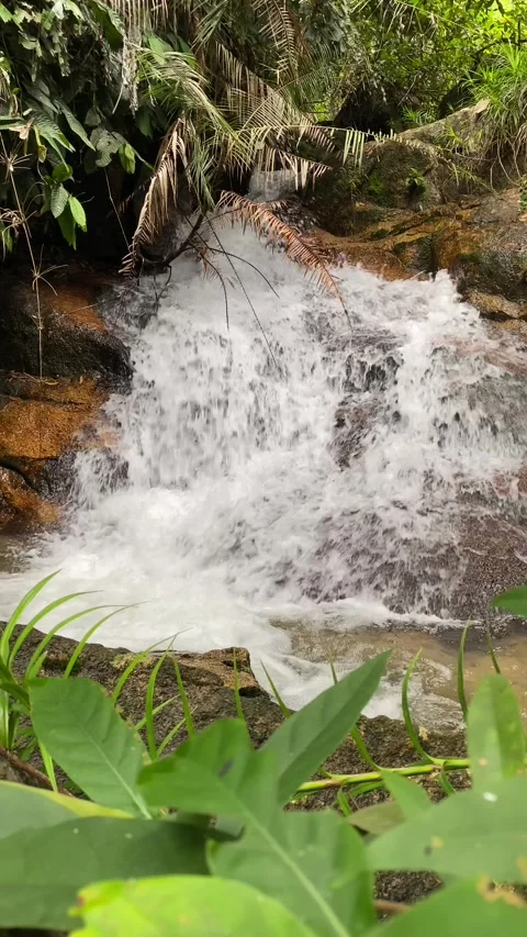 Vertical shot of a clear mountain stream flowing over wet stones, surrounded by Stock Footage 319661285