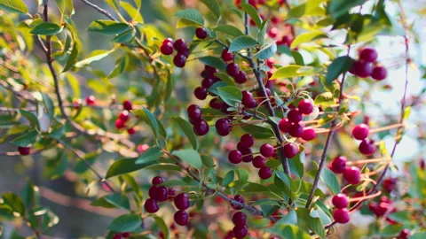 Vertical shot. Close-up of green cherry branches with ripe juicy berries in the  Stock Footage 247387559