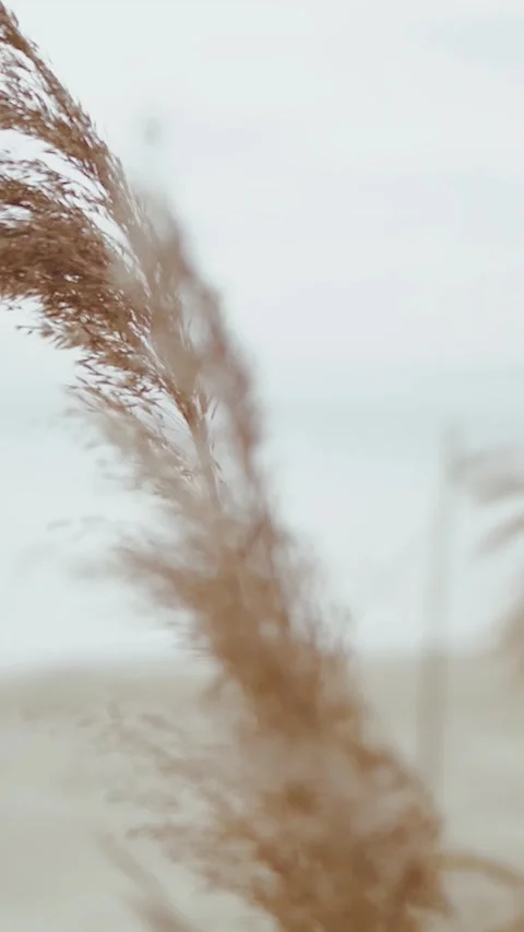 Vertical shot. Close-up wedding decor, the stunningly beautiful pampas grass is Stock Footage 308737585