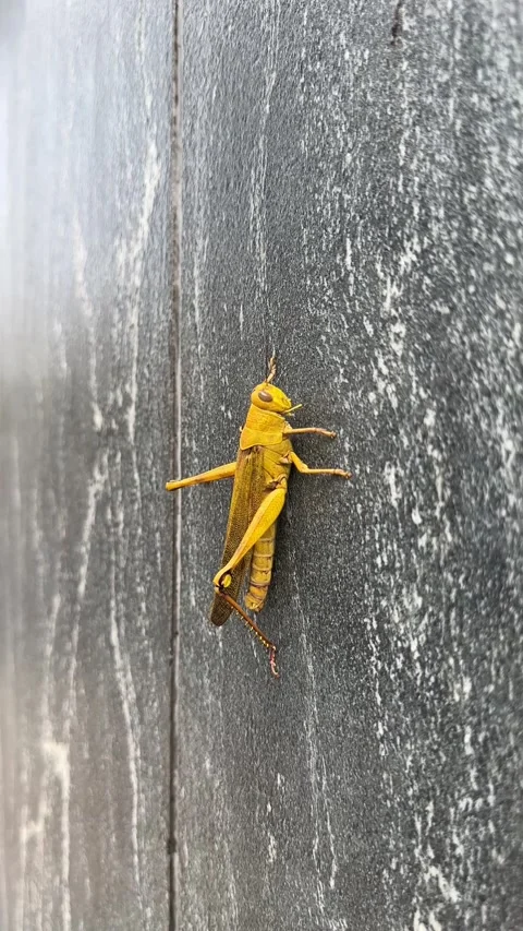 Vertical shot close up of a yellow grasshopper resting on a dark veined marble Stock Footage 346425525