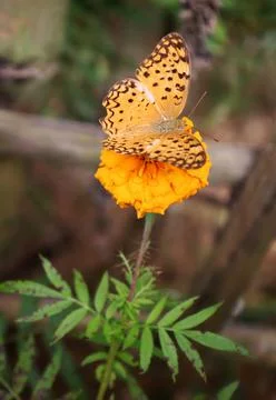 Vertical shot of  the common leopard (Phalanta phalantha) on an orange Mexican Stock Photos