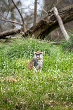 Vertical shot of a common patas monkey sitting in the grass 写真素材